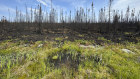 A small puddle is seen at the edge of an area of forest destroyed by a wildfire near Lebel-sur-Quevillon in Quebec.