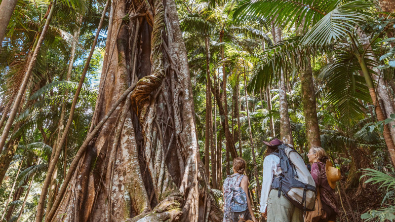 Rainforest retreat gives frazzled urbanites a place to escape the daily grind