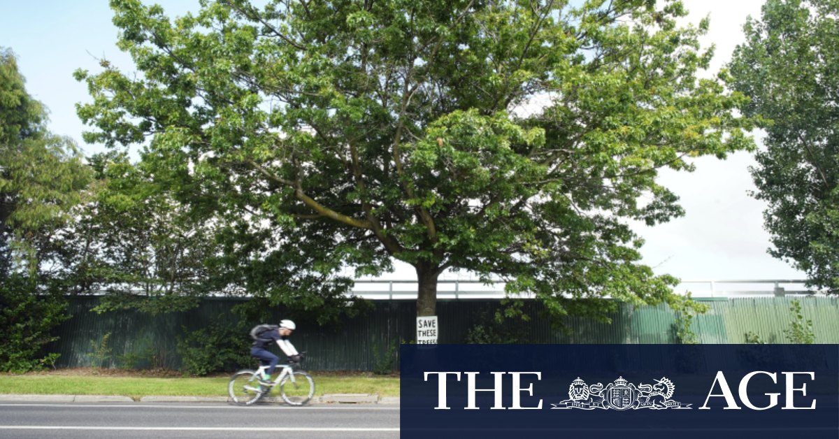 Bicycle in a tree new arrivals