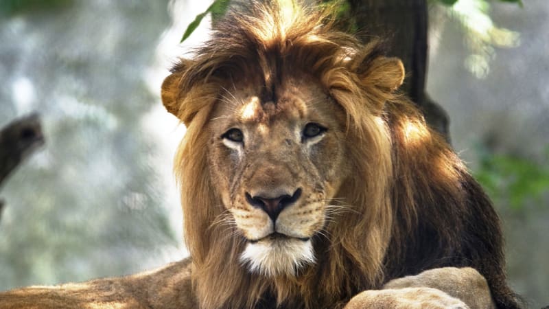 Lioness at zoo kills father of her cubs in ‘unprovoked’ attack