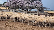 The sheep went missing from Leadsville between April 2025 and September 2026 in full wool.