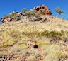 King River Resources will soon begin drilling its two priority buried Kuiper geophysical targets, which could represent iron oxide copper gold deposits (IOCG) in its suite of mineral licences near the historic NT mining centre of Tennant Creek. Tennant Creek is well-known for the IOCG style. 

