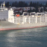 COVID-19 live export ship banned from sailing in the northern summer