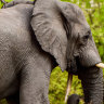 Botswana considers allowing big game hunting, culling elephants