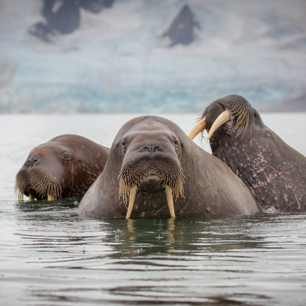 Three walruses swimming in Svalbard.  