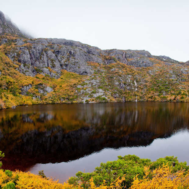 The ancient native plant Nothofagus gunnii in autumn at Cradle Mountain-Lake St Clair National Park, Tasmania. 