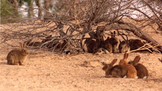 Feral rabbits are a damaging pest.
