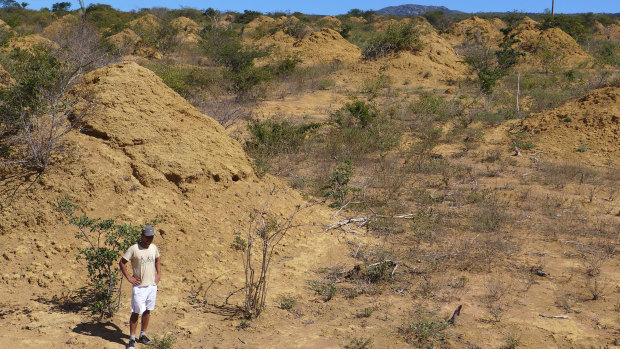 A vast field of termite mounds, now estimated by ecological researchers to number some 200 million, in a remote area of northeast Brazil.