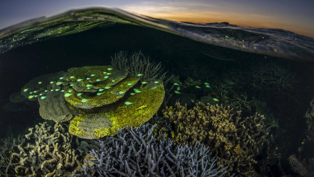 Ningaloo Reef is a biodiversity hotspot. 
