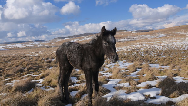 Three-week old foal ‘Gian’ photographed last week near Kiandra.