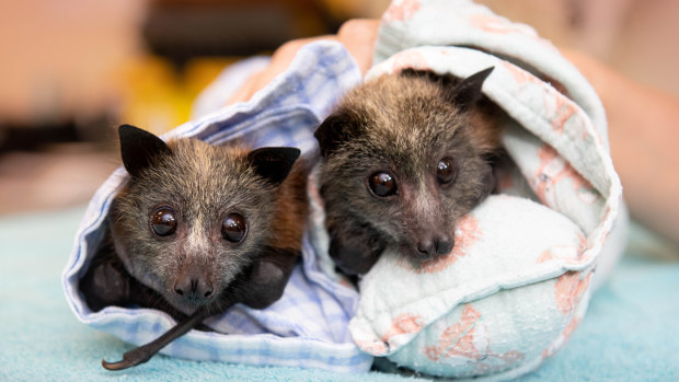 Bushfire-affected flying foxes in care at Queensland's Australia Zoo Wildlife Hospital.