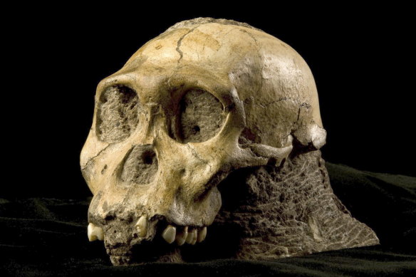 The cranium of Australopithecus sediba from the Malapa site, South Africa.