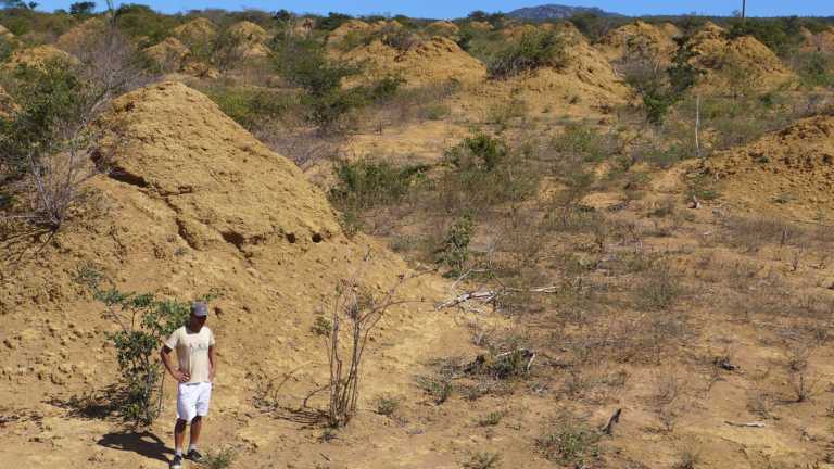 A vast field of termite mounds, now estimated by ecological researchers to number some 200 million, in a remote area of northeast Brazil.