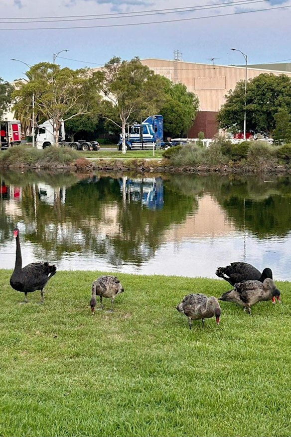 La familia de cinco cisnes murió el 11 de marzo, antes de que murieran tres.