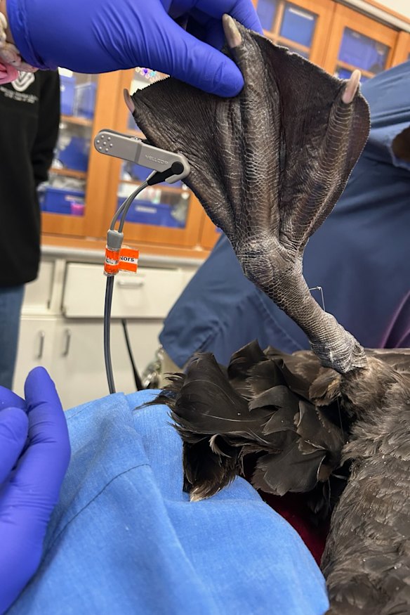 Un anzuelo se atascó en la hembra adulta de cisne, que fue sacrificada el 27 de mayo.