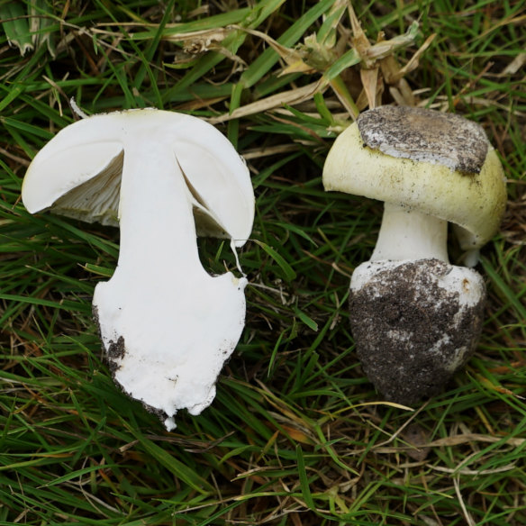 A death cap cut in half after being dug out of the Royal Botanic Gardens in Melbourne.