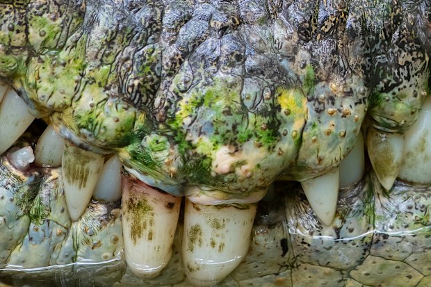 Dentes de crocodilo de água salgada.