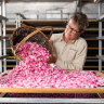 At the Jurlique flower farm in the Adelaide Hills, pink roses are harvested by hand and then dried.