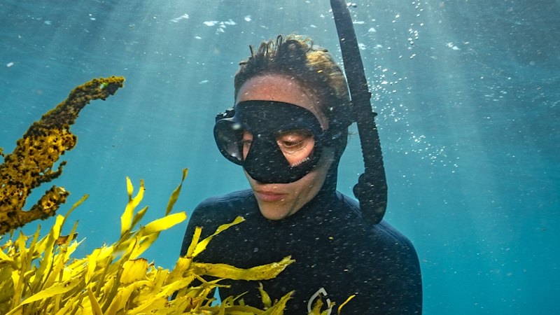 Australia’s Great Southern Reef makes a comeback with Operation Crayweed off Sydney’s coast