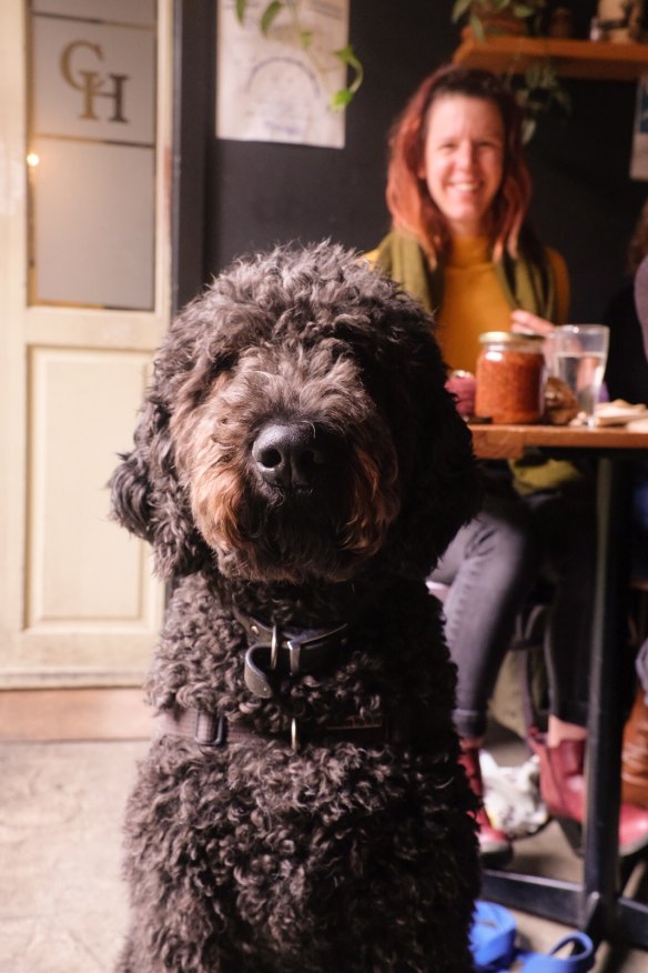 Dogs are always welcome at the Carringbush Hotel.