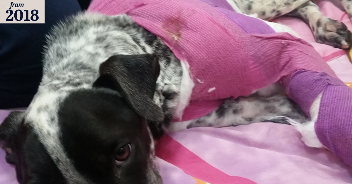 RSPCA seeks clues on terrified and traumatised dog brought to vets