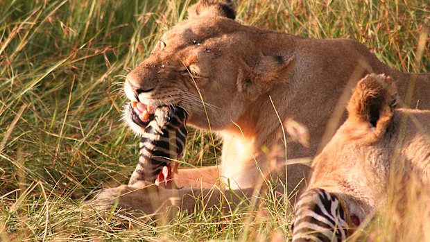 First bite – lions with their prey.