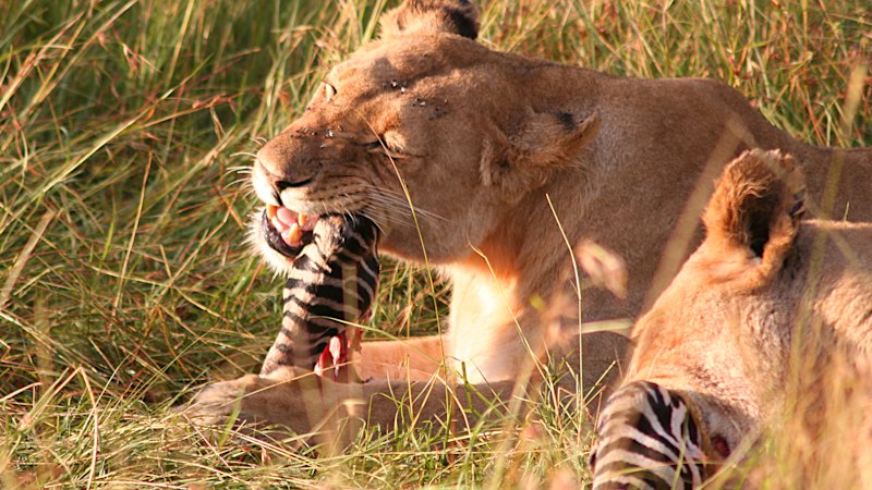 I took my teen son on a safari. Here’s the gory truth
