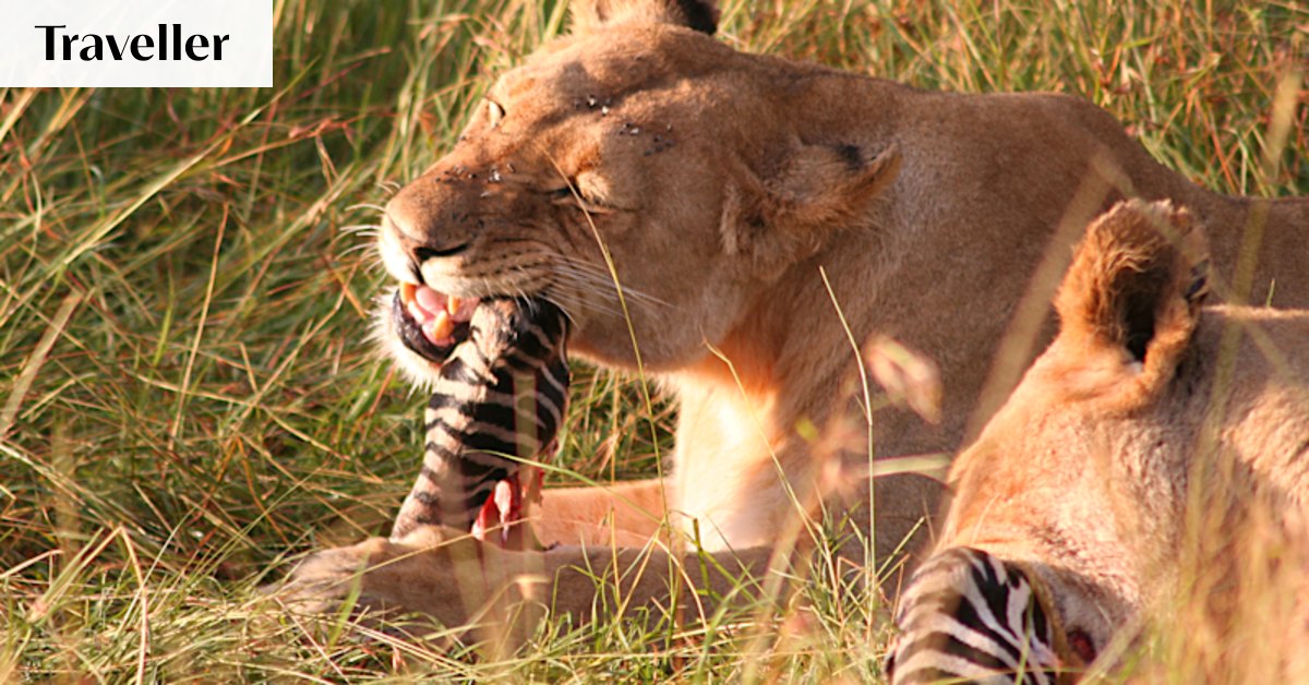 I took my teen son on a safari. Here’s the gory truth