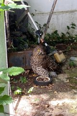 A powerful owl with an eye injury. 