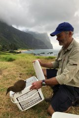A woodhen being released after the rat eradication.