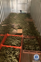 Dried cannabis buds were also located inside a shed at the Coolah property.