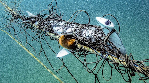 A scalloped hammerhead caught in a shark net off Palm Beach on March 28 this year. 