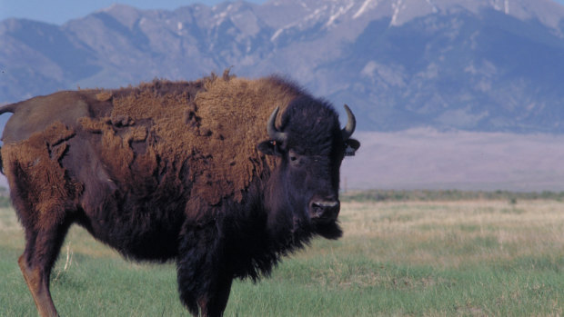A bison roams on land purchased by The Nature Conservancy in the San Luis Valley of Colorado.