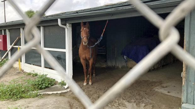 A horse stands idle in a barn at Santa Anita Park.