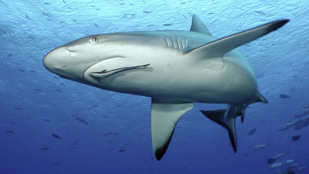 The bite victim was trying to pull a reef shark aboard his vessel off the Queensland coast.