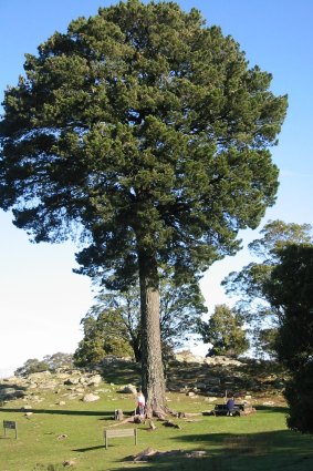 The 100-year-old Radiata Pine at Mount Beckworth Scenic Reserve was the 2018 Victorian Tree of the Year. Voting for the 209 Tree of the Year is now open.