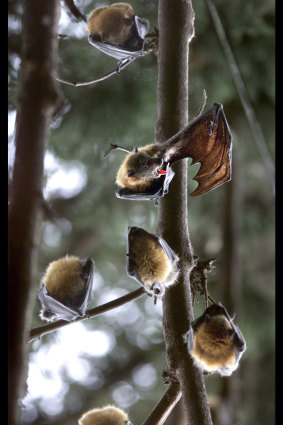 Flying foxes in Melbourne's Royal Botanic Gardens.