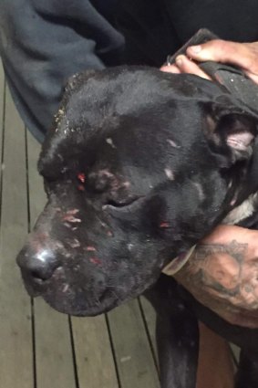 Several dogs used for dog fighting were found at a Jimboomba home with scarring, injuries, diseases and wearing heavy chains. 