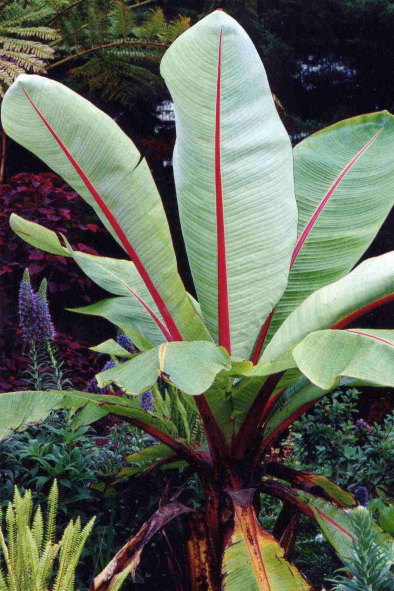 Although enset grows wild from Ethiopia down to South Africa, it has only been domesticated in the Ethiopian Highlands, which has mystified researchers.