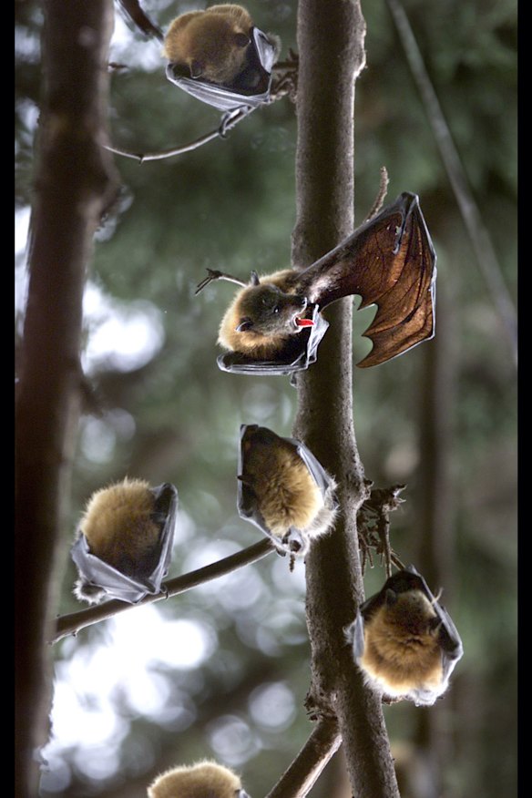 Flying foxes in Melbourne's Royal Botanic Gardens.