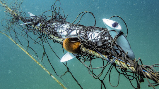 A scalloped hammerhead caught in a shark net off Palm Beach,  and photographed on March 28 this year. 
