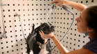 Wash that pooch: Australian Build-to-rent developments are low on car parks but big on amenities such as pet facilities.