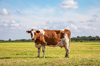 “I sometimes look at a cow and think, that’s the most beautiful thing ever.” - Orlando Bloom