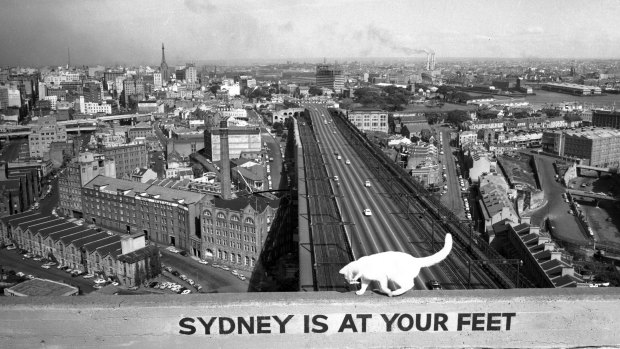 A member of a family of cats that took up residence in
the south-east pylon of the Sydney Harbour Bridge, in May 1957. 