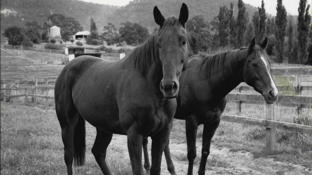 Princes Farm was Bart Cummings' slice of heaven for horses.