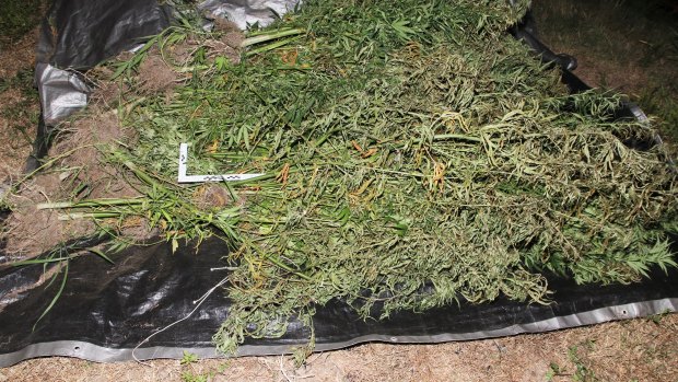 The cannabis crop was estimated to be worth more than $3 million.
