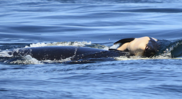 The dead baby orca being pushed by her mother after being born off the Canada coast last month.