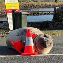 Neil the Seal has a thing for traffic cones.