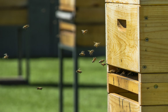 Hotel rooftop bee colonies… does anyone else have sustainability fatigue?