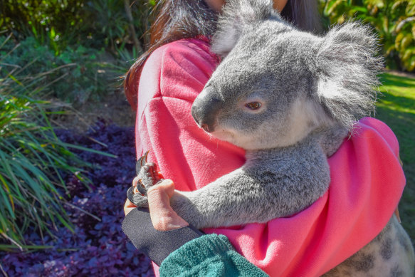 Do any Australians want to hug a koala?